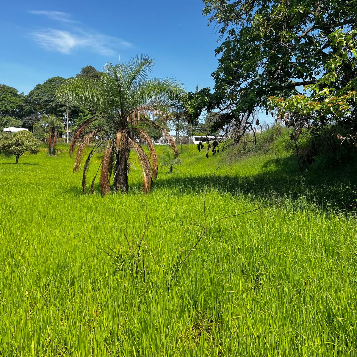 Terreno de 22.556m² Plano e Firme